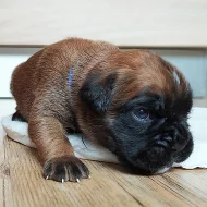 Štěňata německého boxera