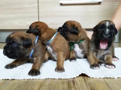 Štěňata německého boxera