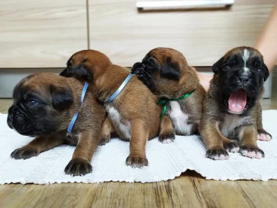 Štěňata německého boxera
