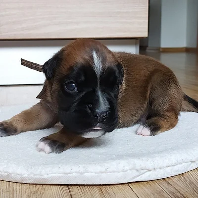 Štěňata německého boxera