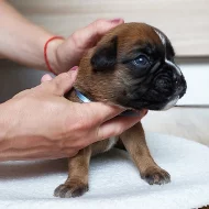 Štěňata německého boxera