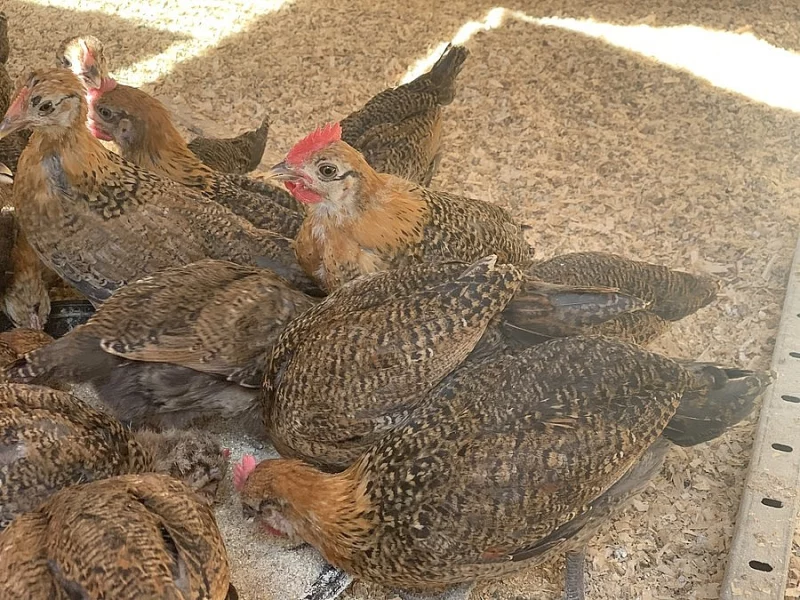 Česká zlatá kropenka - kohoutci