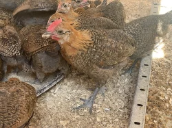 Česká zlatá kropenka - kohoutci