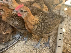 Česká zlatá kropenka - kohoutci