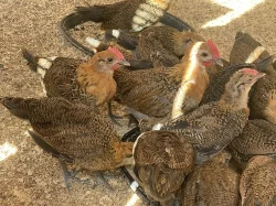 Česká zlatá kropenka - kohoutci