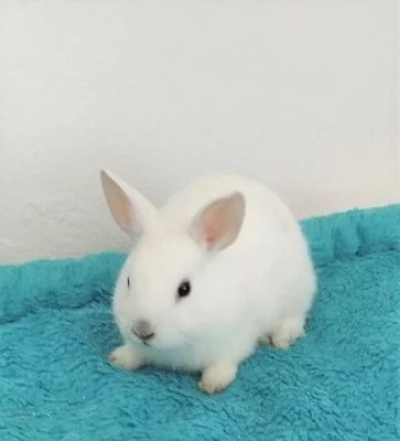 Zakrslí králíčci různých barev