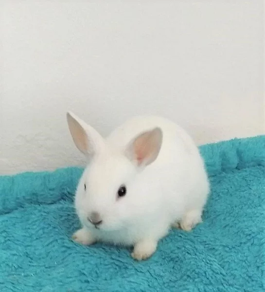 Zakrslí králíčci různých barev