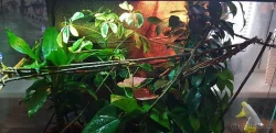 Chameleon jemenský + kompletní výbava a vitaminy