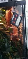 Chameleon jemenský + kompletní výbava a vitaminy