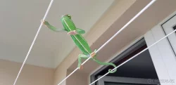 Chameleon jemenský + kompletní výbava a vitaminy