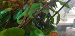 Chameleon jemenský + kompletní výbava a vitaminy