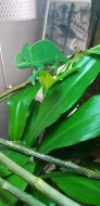 Chameleon jemenský + kompletní výbava a vitaminy