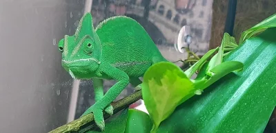 Chameleon jemenský + kompletní výbava a vitaminy