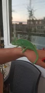 Chameleon jemenský + kompletní výbava a vitaminy
