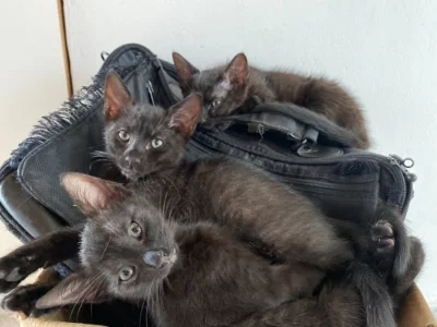 daruji 3 kotata 9 tydeni