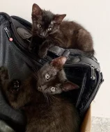 daruji 3 kotata 9 tydeni