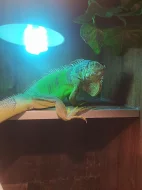 Prodám Leguána zeleného vč terária