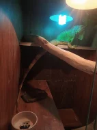 Prodám Leguána zeleného vč terária