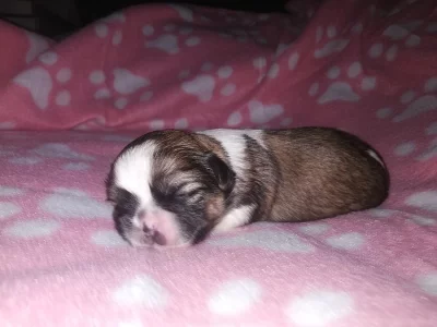 Shih-tzu miminka