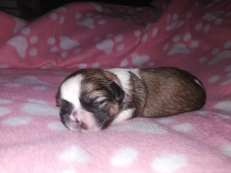 Shih-tzu miminka