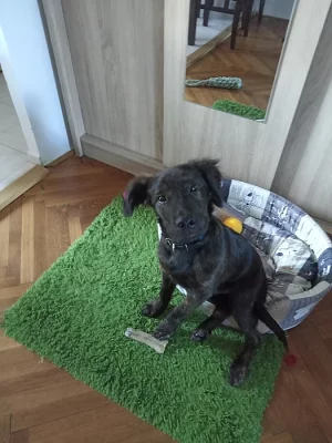 Štěně