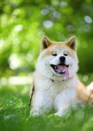 Akita Inu