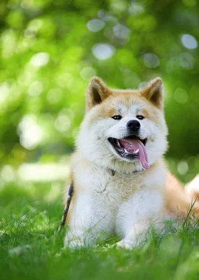 Akita Inu