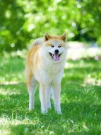 Akita Inu