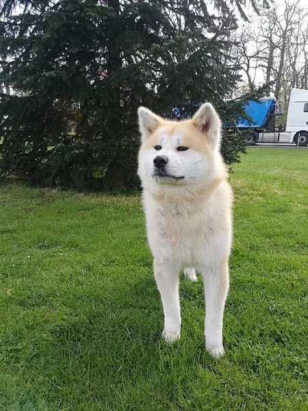 Akita Inu