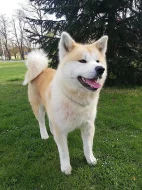Akita Inu