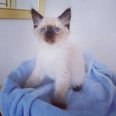 Neva Masquerade v barvě Seal point s PP - kocourek