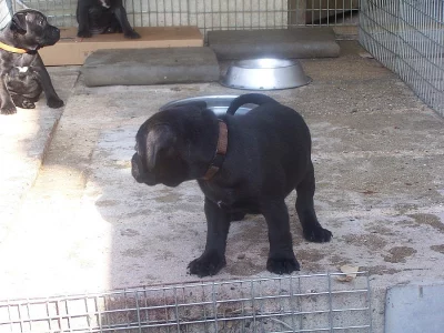 stafordšírský bulterier