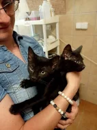 koťata k adopci