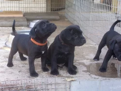 stafordšírský bulterier