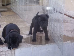 stafordšírský bulterier