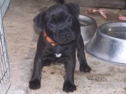 stafordšírský bulterier