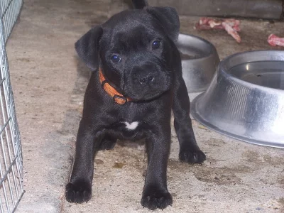 stafordšírský bulterier