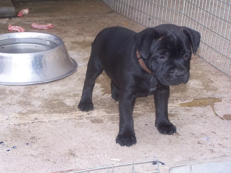 stafordšírský bulterier