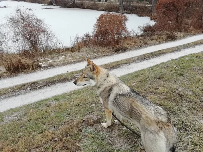 Československý vlčák