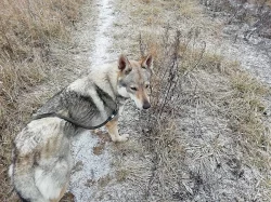 Československý vlčák