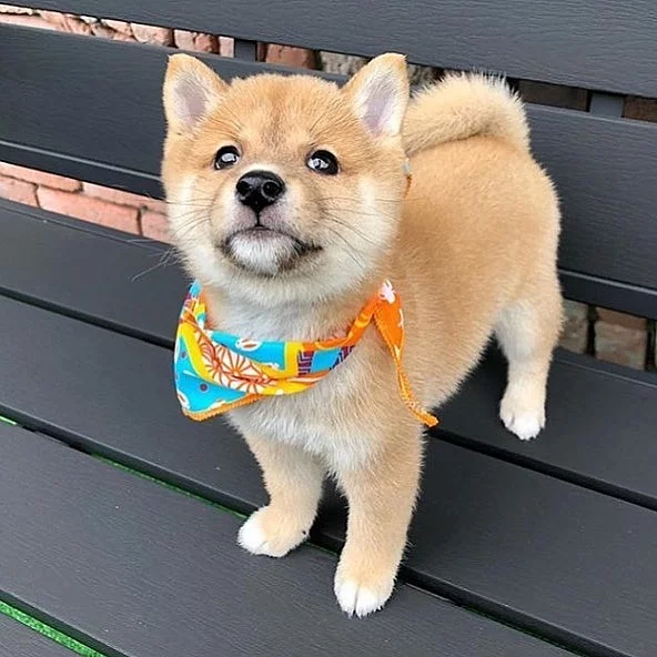 Krásná štěňata Shiba inu