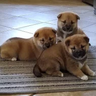 Krásná štěňata Shiba inu