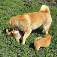 Krásná štěňata Shiba inu