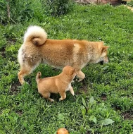 Krásná štěňata Shiba inu