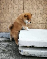 Krásná štěňata Shiba inu