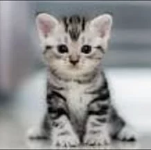 Krásné koťátko zachráněno před smrtí!