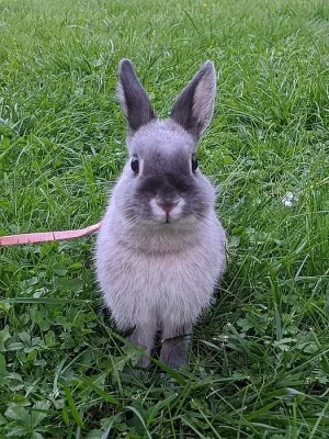 Hledáme samce ke krytí