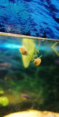 Měchýřovka východní - Ampullaria australis