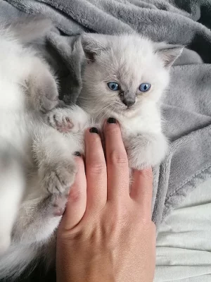 britská colorpoint koťata bez PP