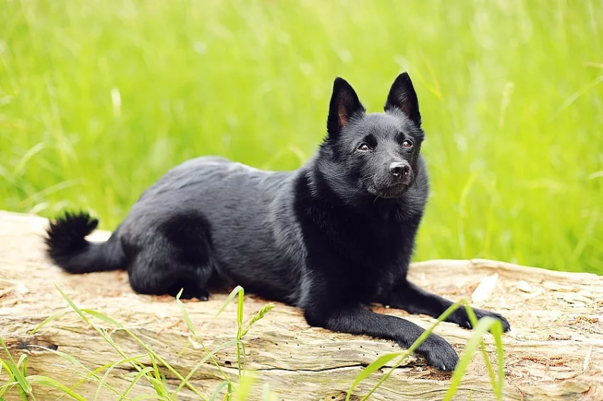 Hledáme pejska Šiperky